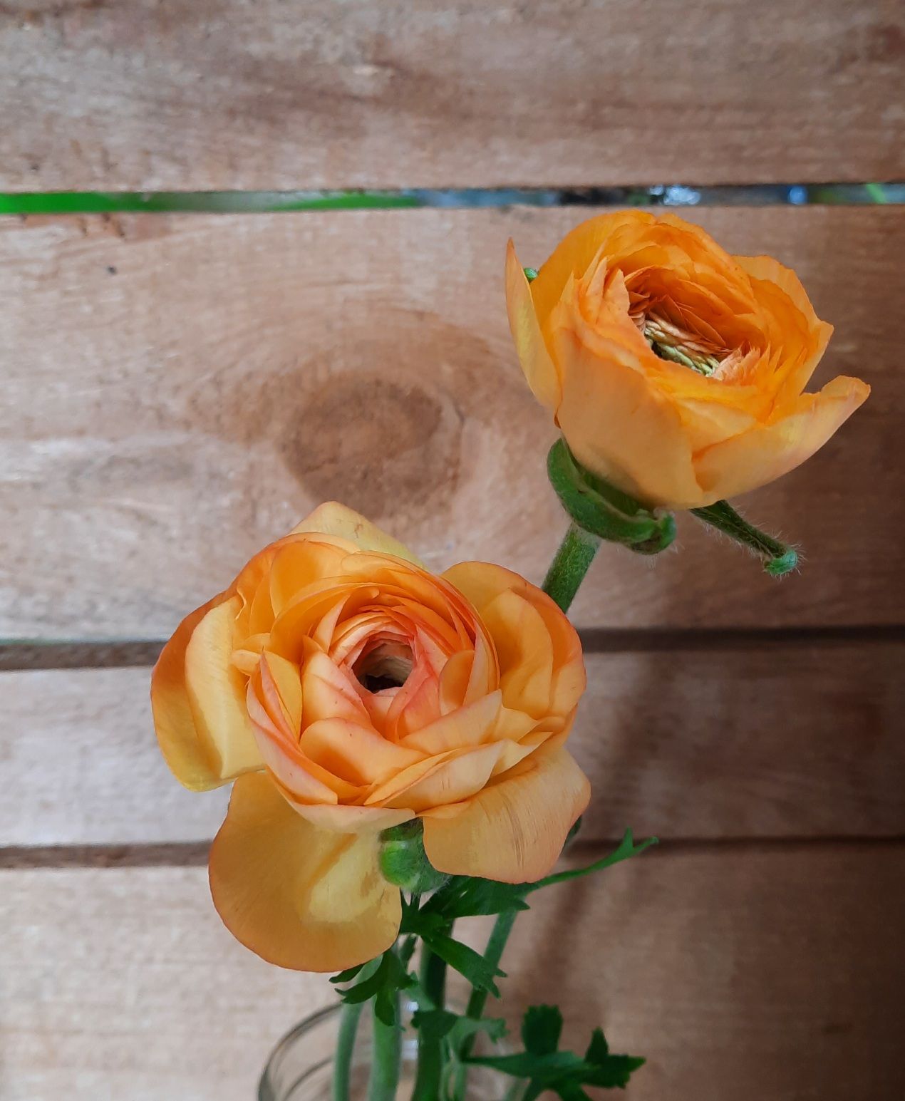 RANUNCULUS Amandine Salmon