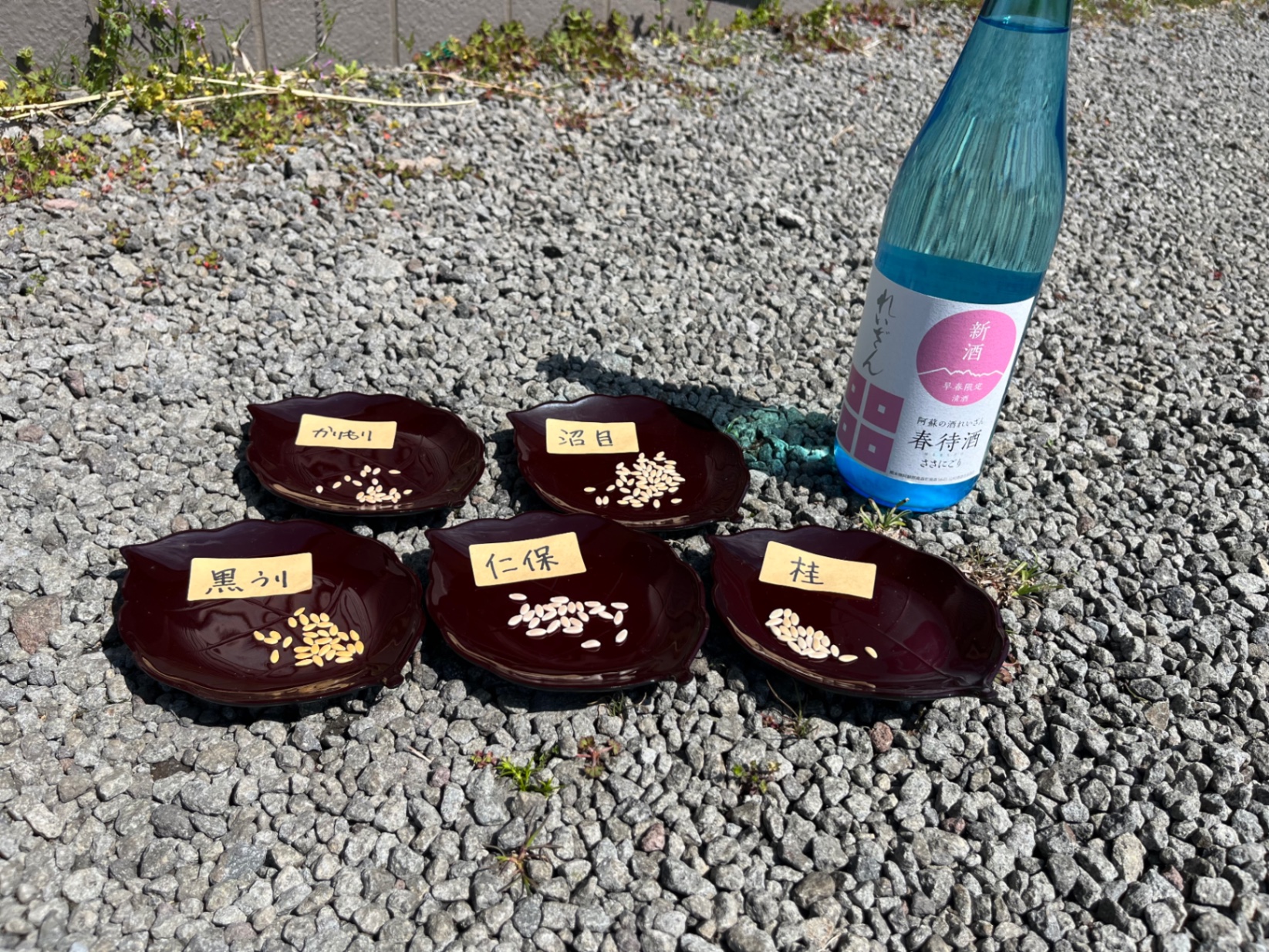 奈良漬用の種を植えました!のサムネイル