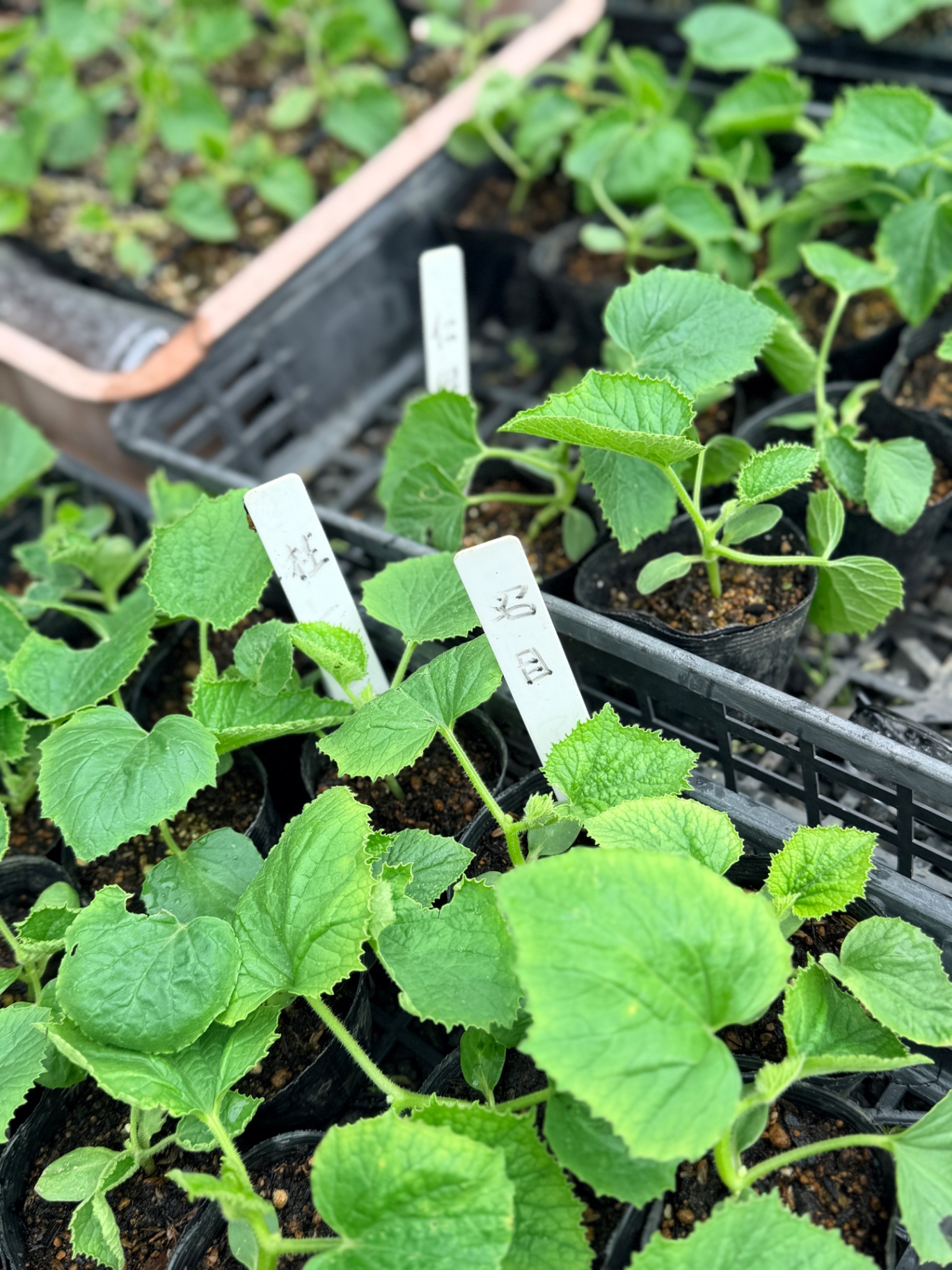 瓜の苗を定植しましたのサムネイル