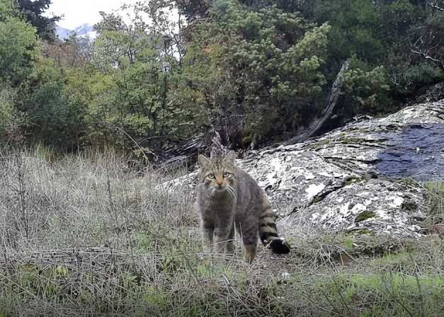 Παρατηρώντας τη ζωή στο δάσος | Νοέμβριος 2025