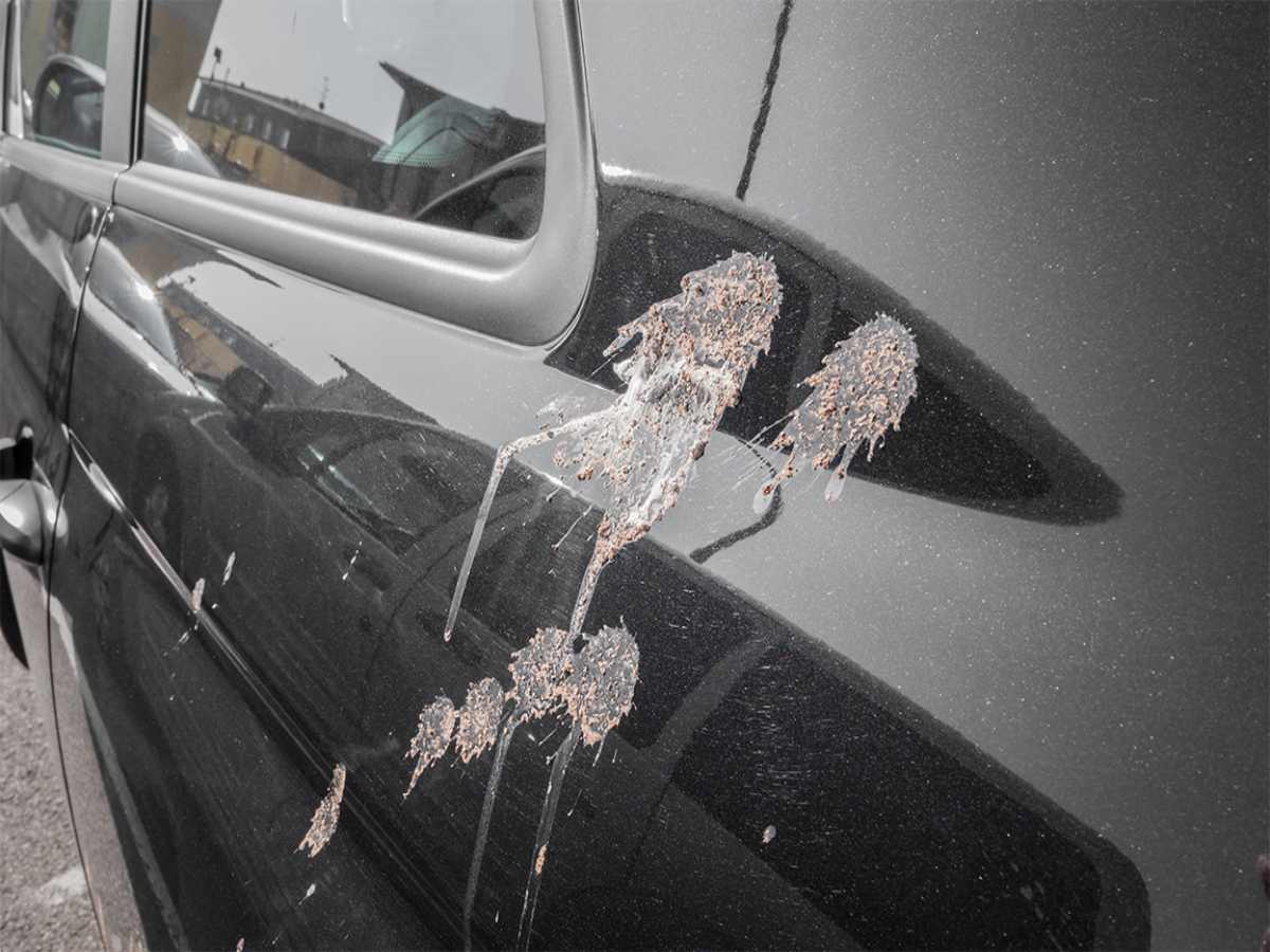Understanding Why Car Paint Gets Damaged Understanding Why Car Paint Gets Damaged