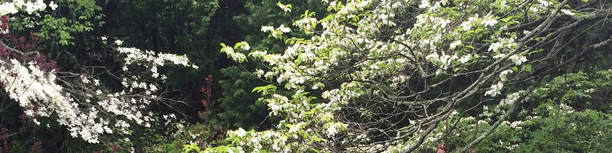 User banner image