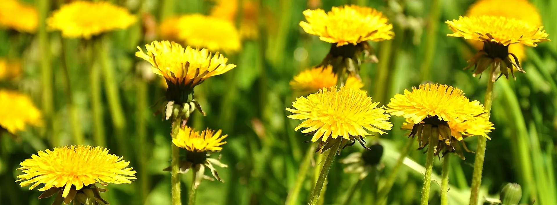 User banner image