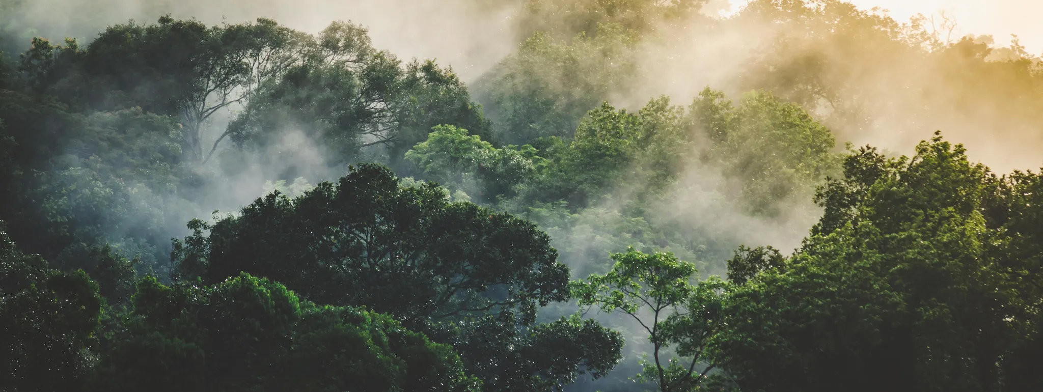 User banner image