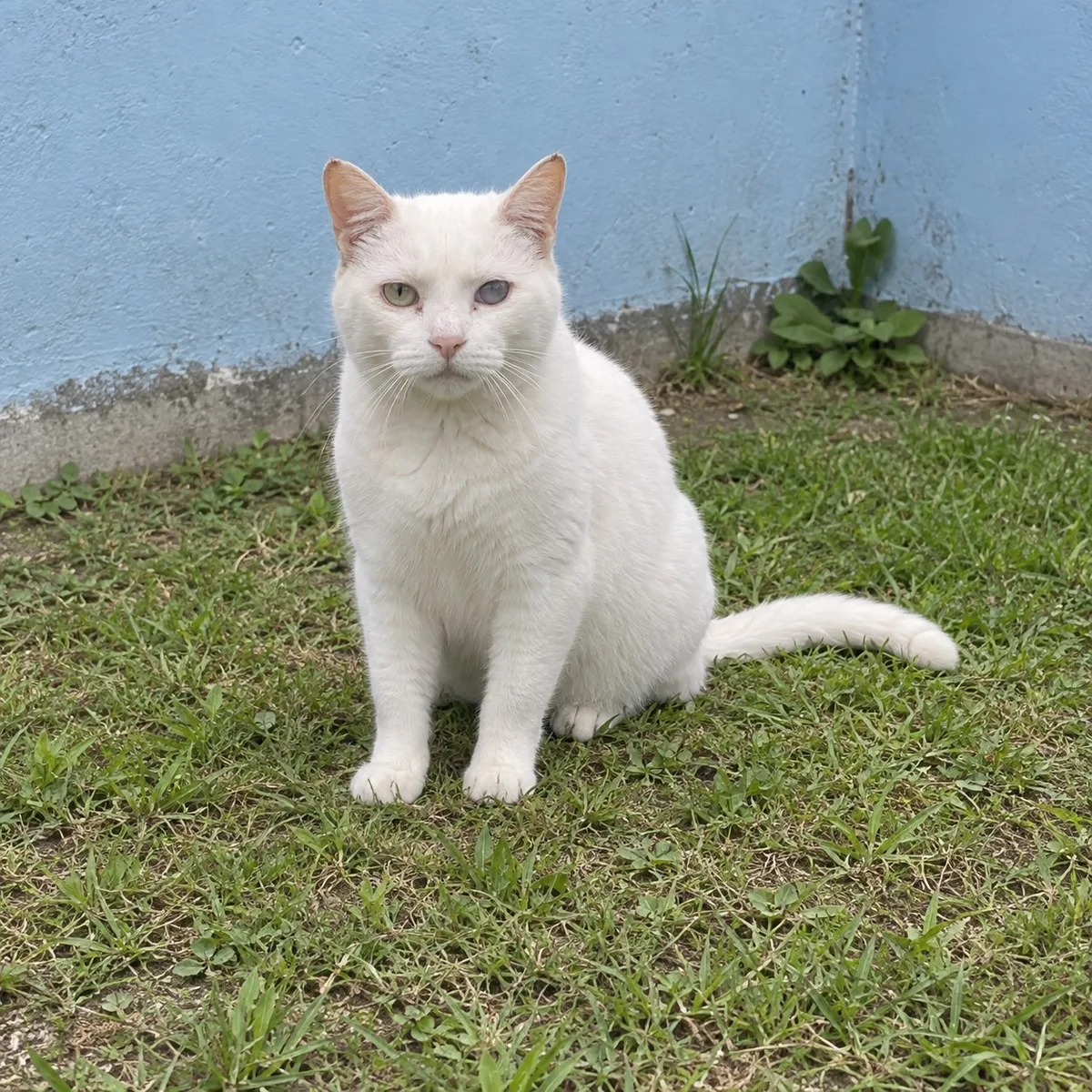Copito, Criollo, macho, Bucaramanga