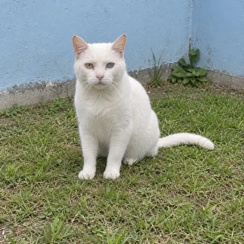 Copito, Criollo, macho, Bucaramanga