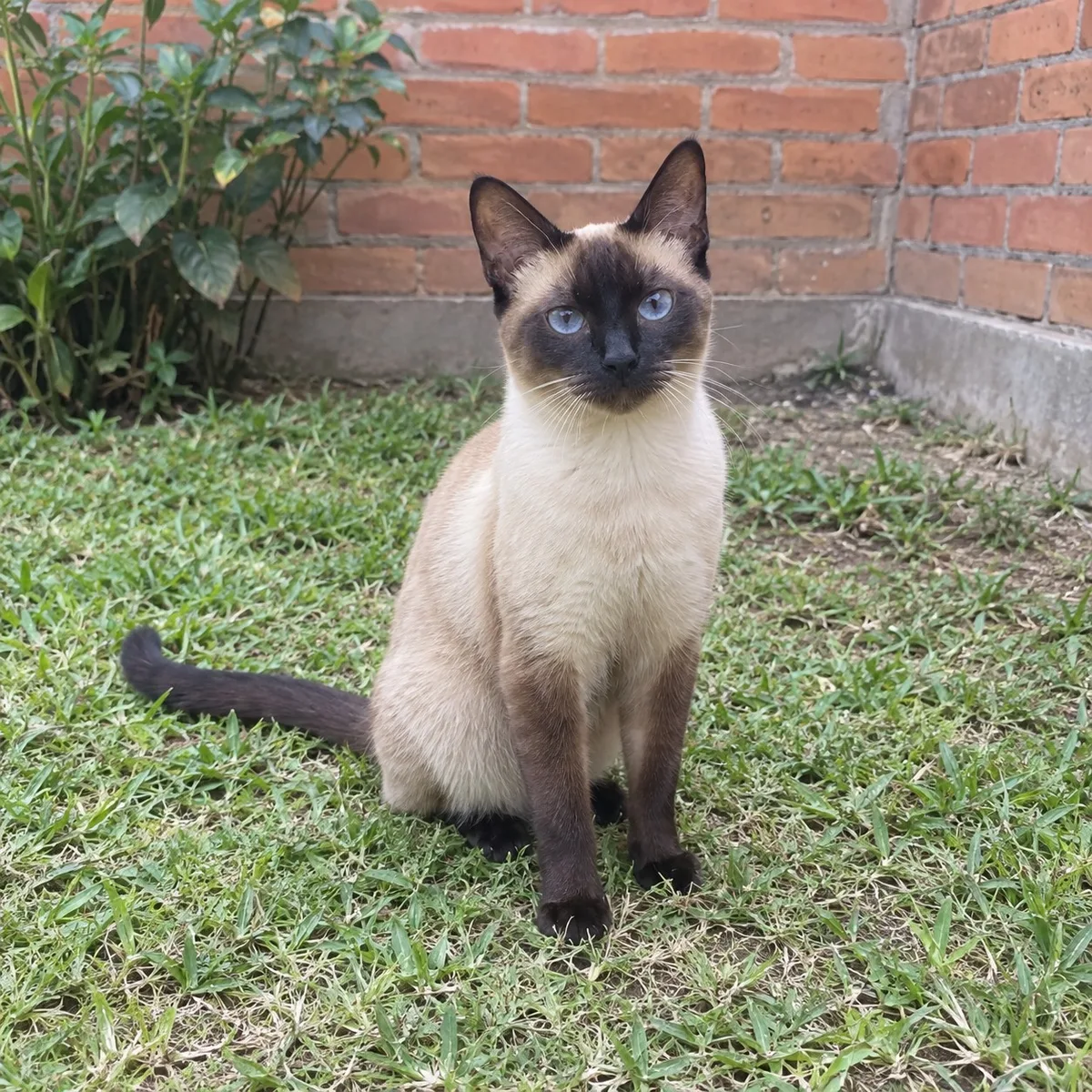 Lucho, Siamés, macho, Bucaramanga
