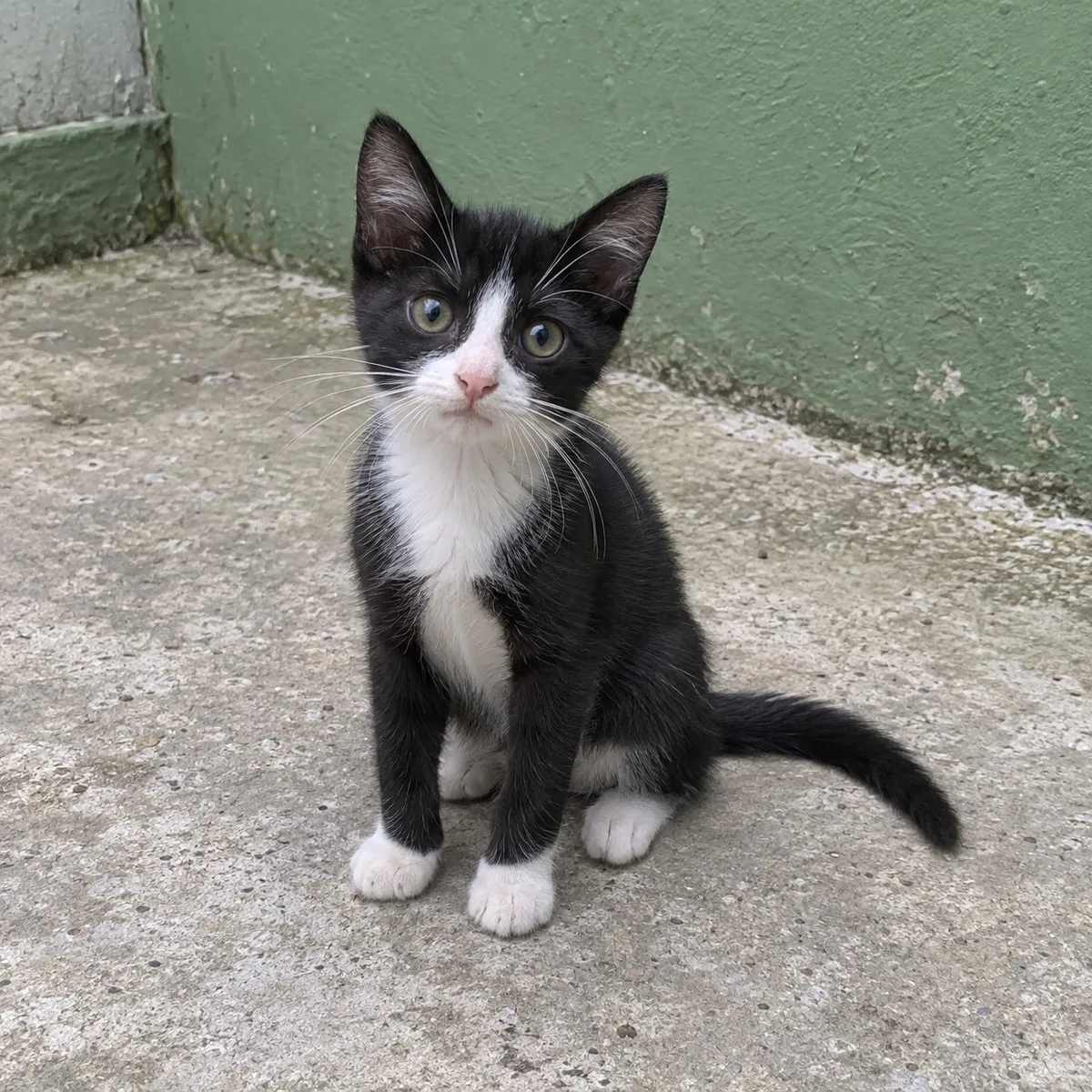 Pepa, Criollo, hembra, Bucaramanga