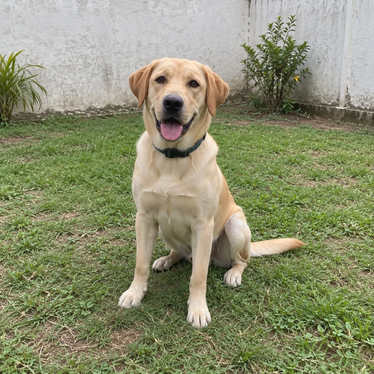 Benito, Labrador Retriever, macho, Bucaramanga