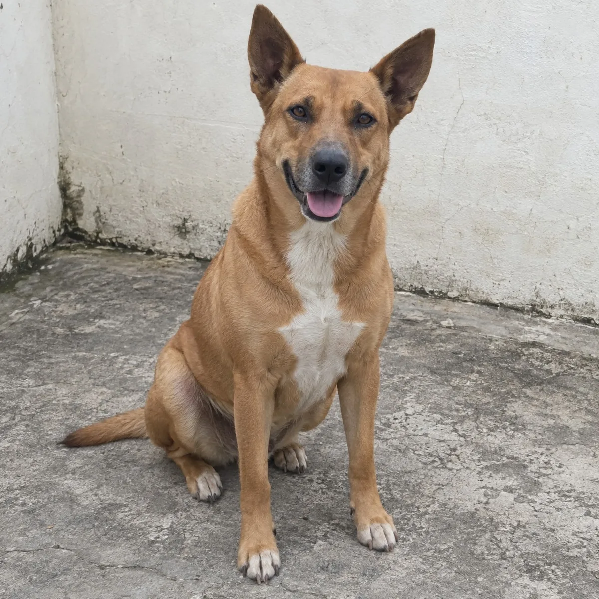 Canela, Criollo, hembra, Bucaramanga