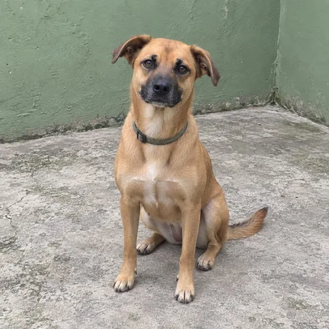 Antonia, Criollo, hembra, Bucaramanga