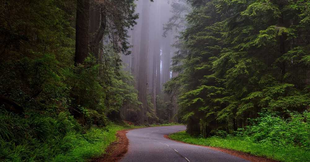 San Francisco to the Redwoods