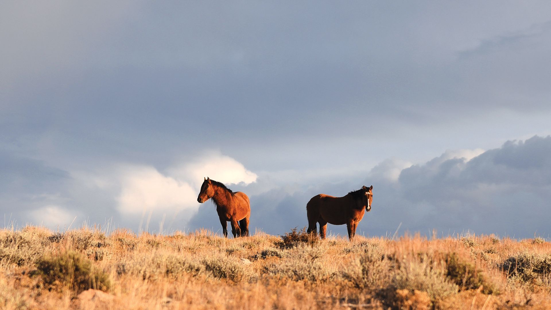 Pryor Mountain Wild Mustang Center