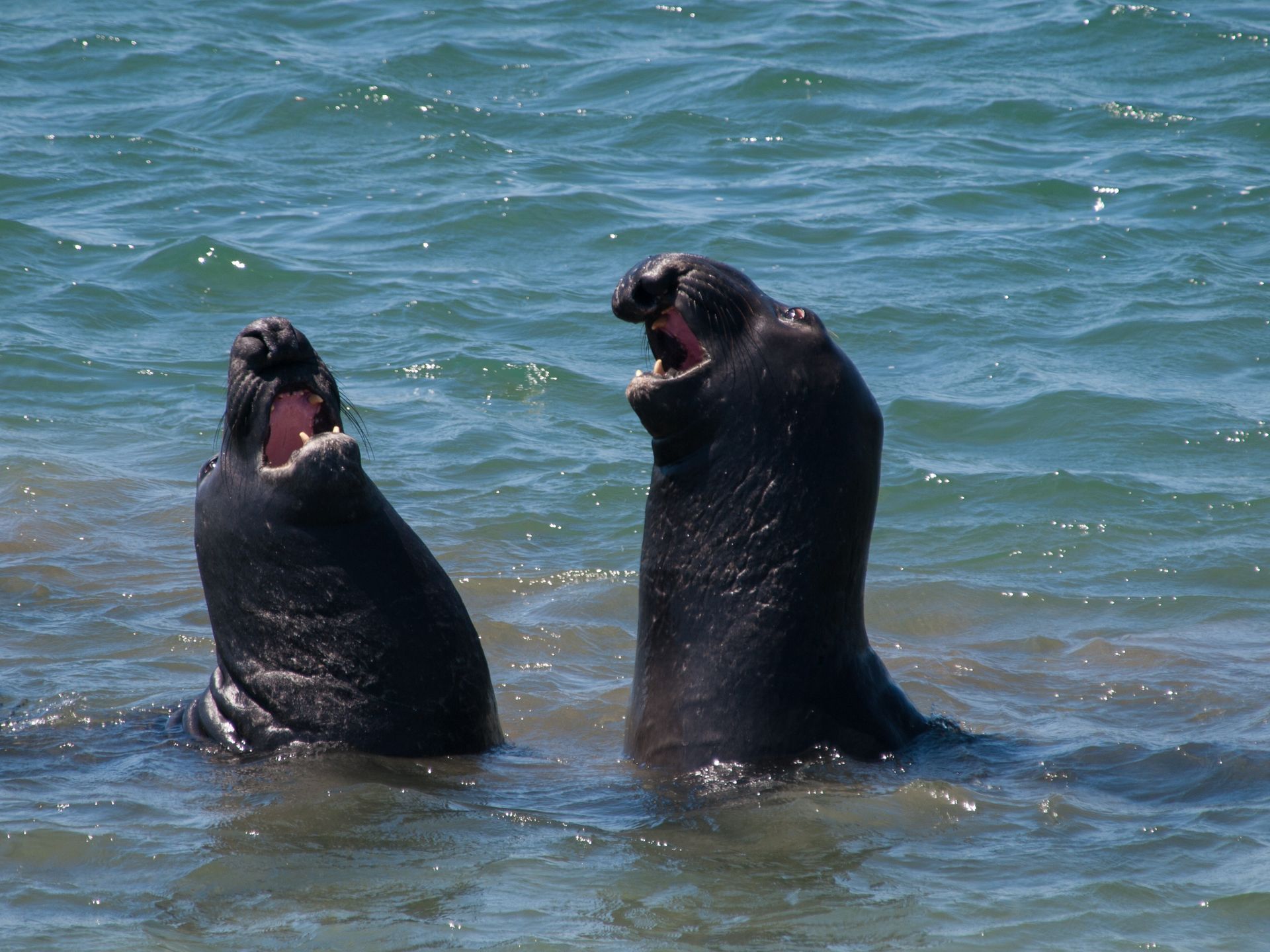 Elephant Seals