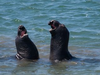 Friends of the Elephant Seal