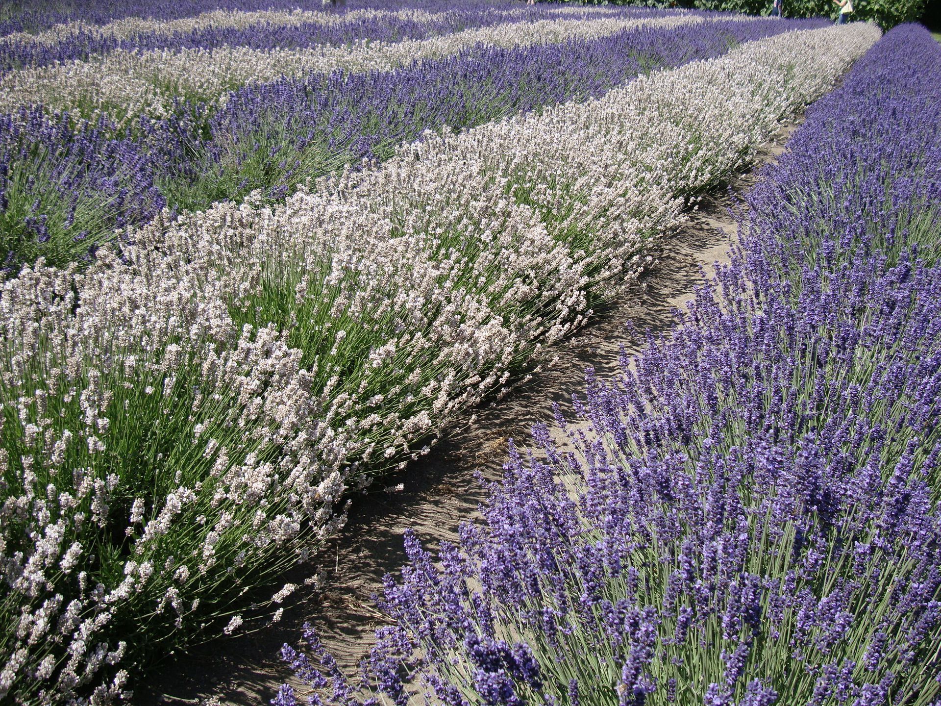 Purple Haze Lavender Farm