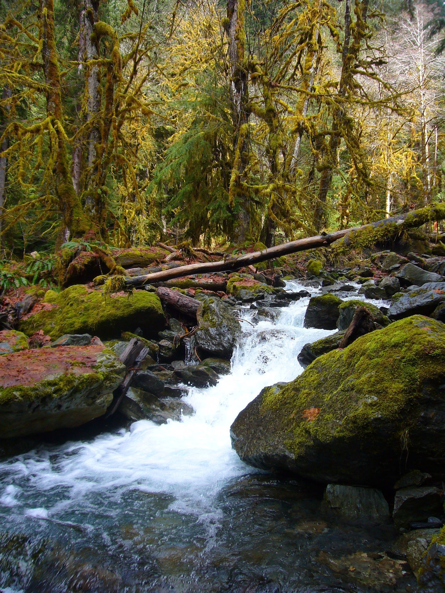 Quinault Rain Forest