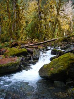 Lake Quinault Rain Forest