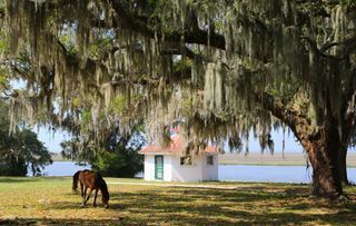 Cumberland Island National Seashore