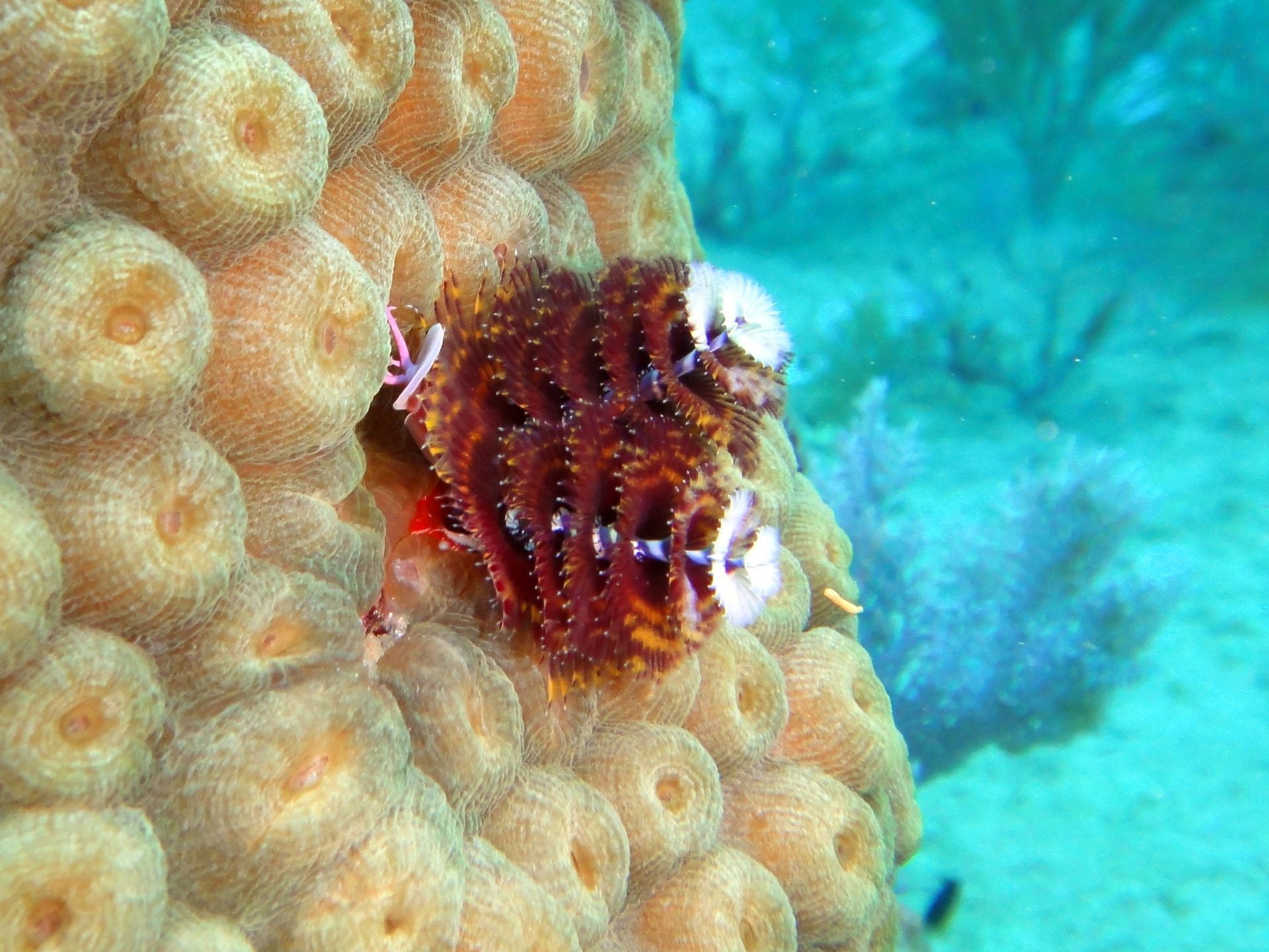 Christmas Tree Worm on Brain Coral