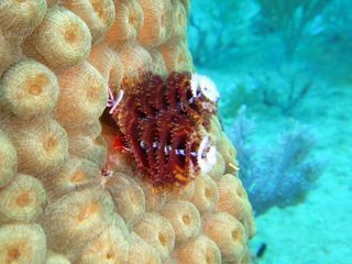 John Pennekamp Coral Reef State Park