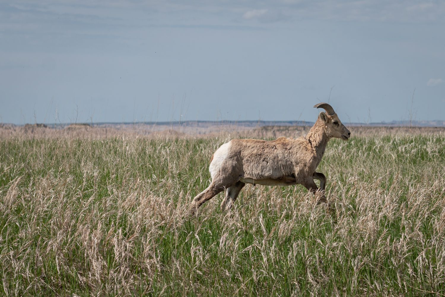 The Badlands, South Dakota