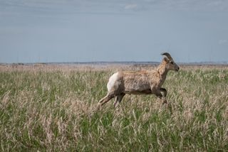 Fort Pierre National Grasslands