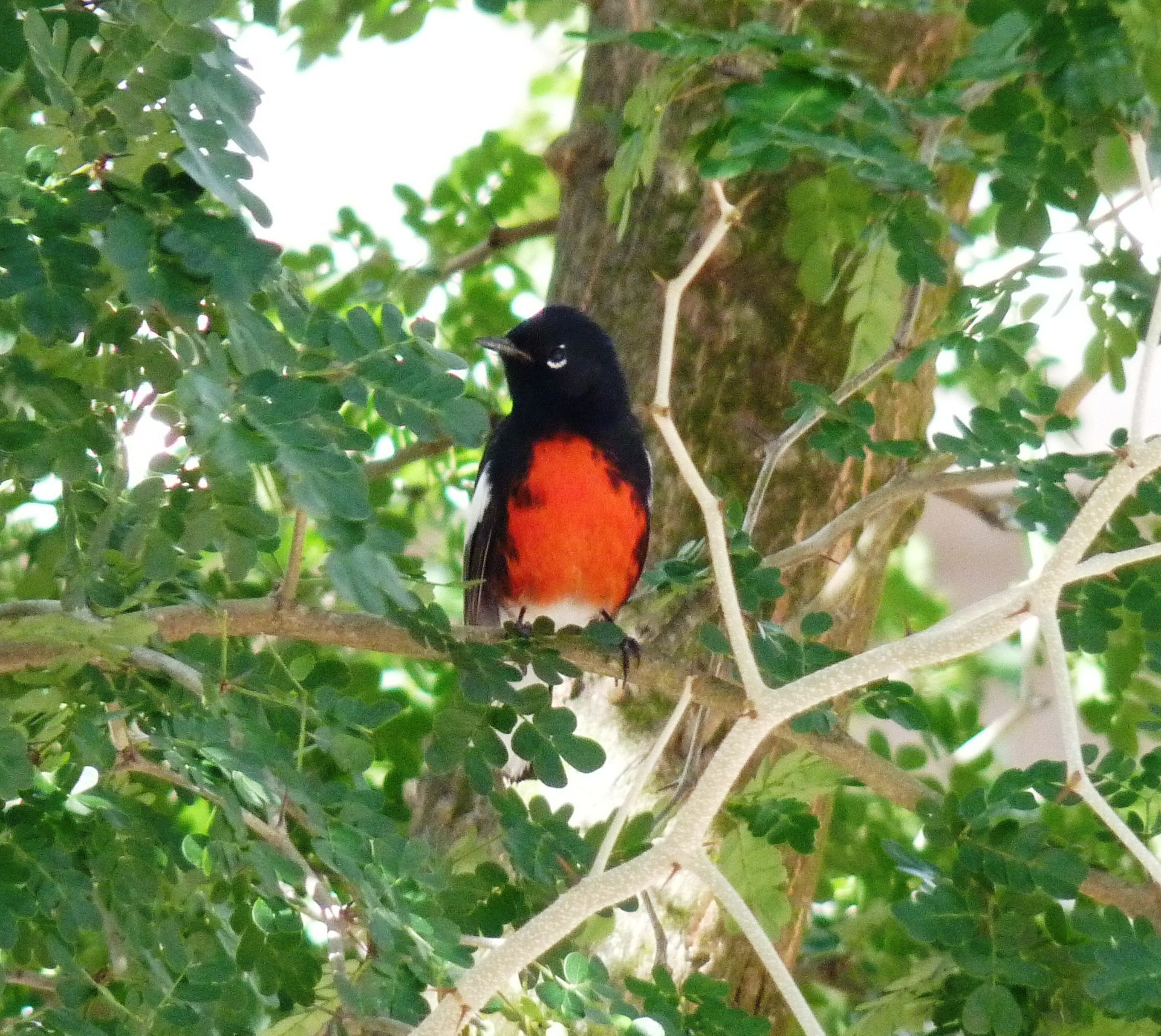 Painted Redstart