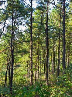 Albany Pine Bush Preserve