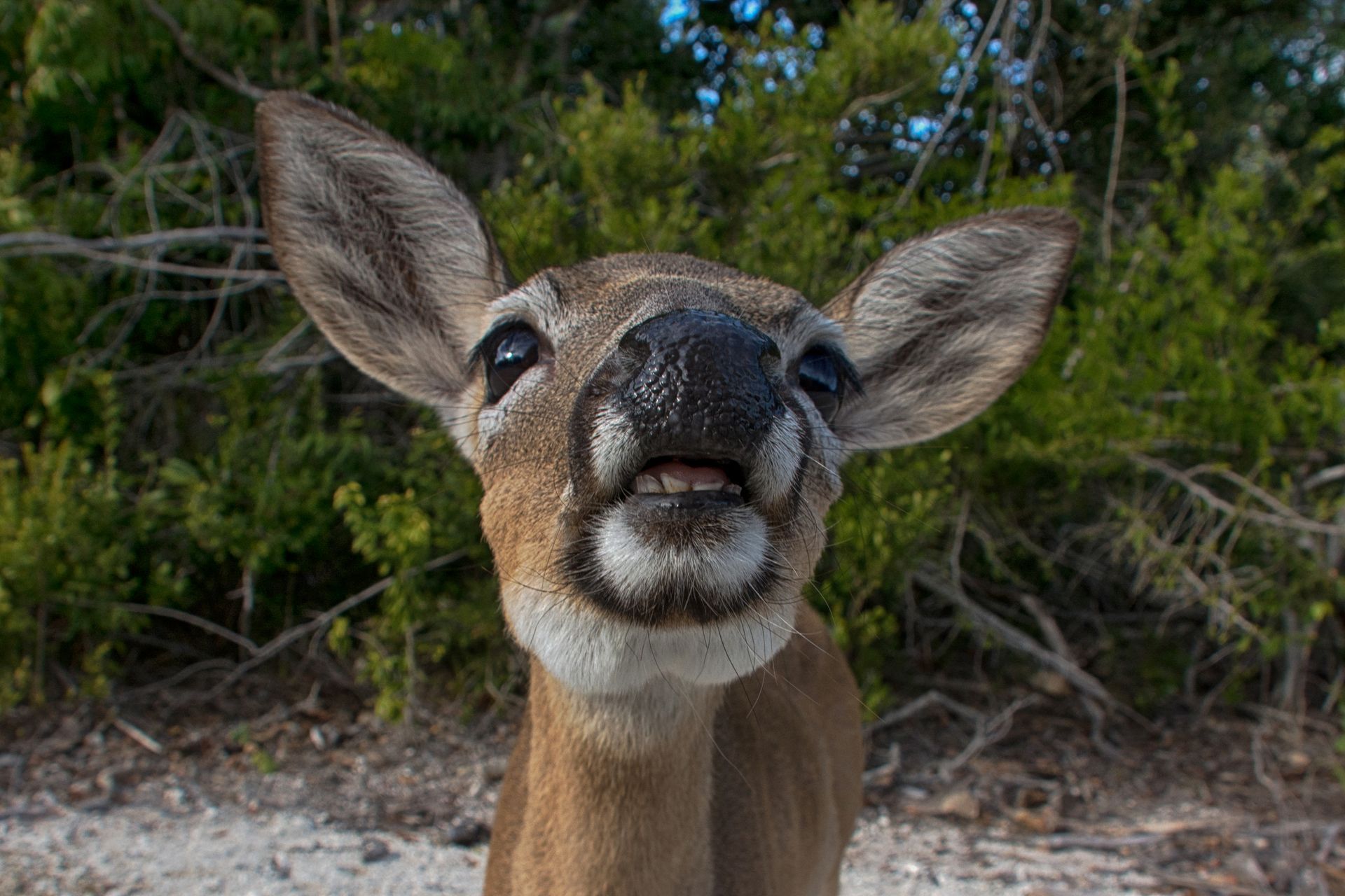 Key Deer (Odocoileus virginianus clavium)