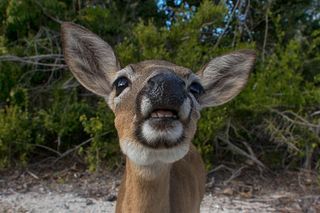 National Key Deer Refuge