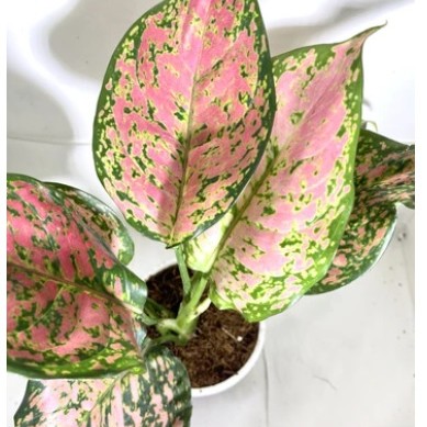 Aglaonema Anjuman (single shoot)