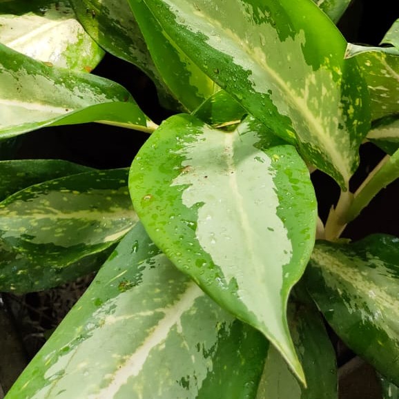 Aglaonema Variegated