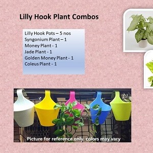 Lily Hook Pot Combo
