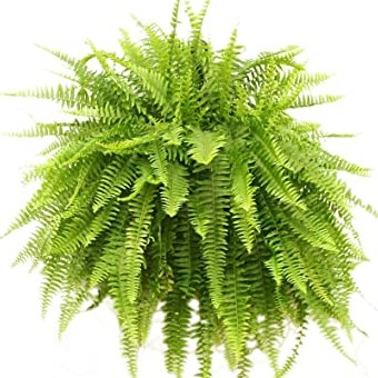 Boston Fern Plant