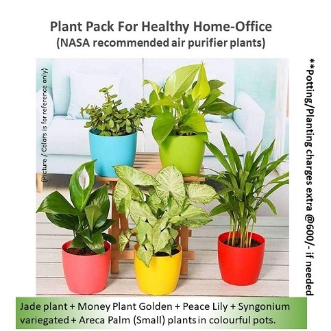 Office Home Plant Combo