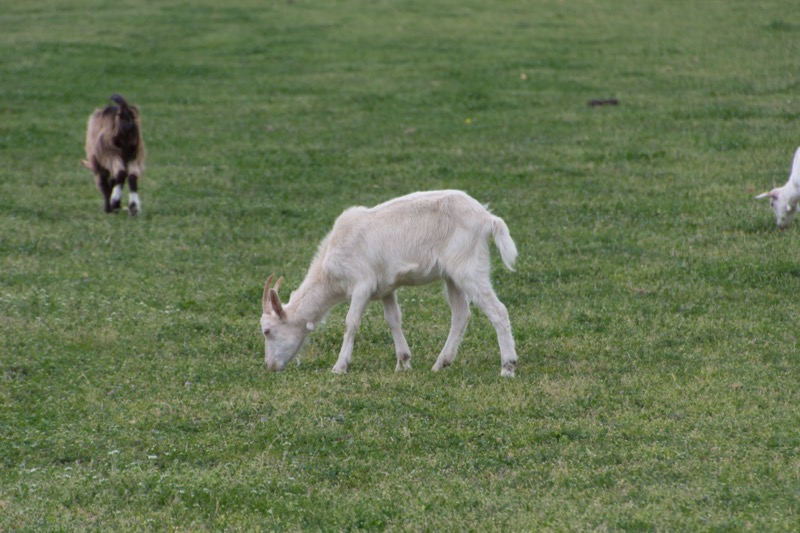 Goat Feed & Nutrition Guide — What We Feed at Rumi Goat Farm