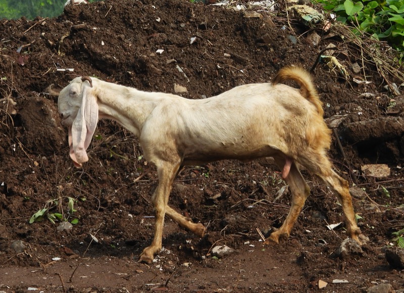 Bakra Mandi Online Pakistan 2026: Buy Goats Without the Hassle