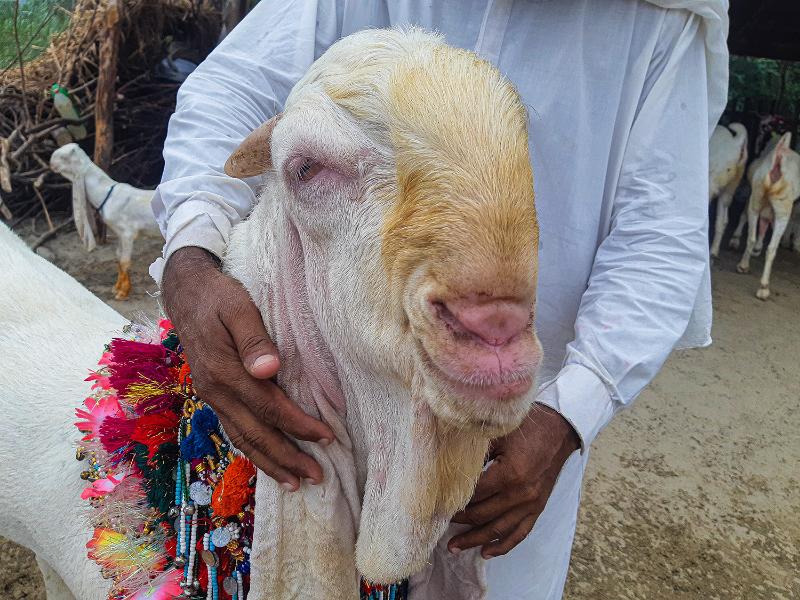Complete Guide to Sindhi Goat Breeds in Sakrand & Sindh (With Real Farm Tips)