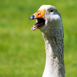 Profile picture of user