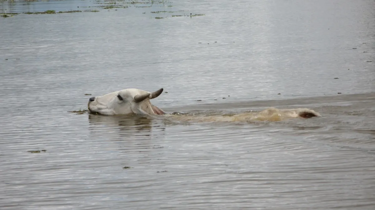 Caño Negro