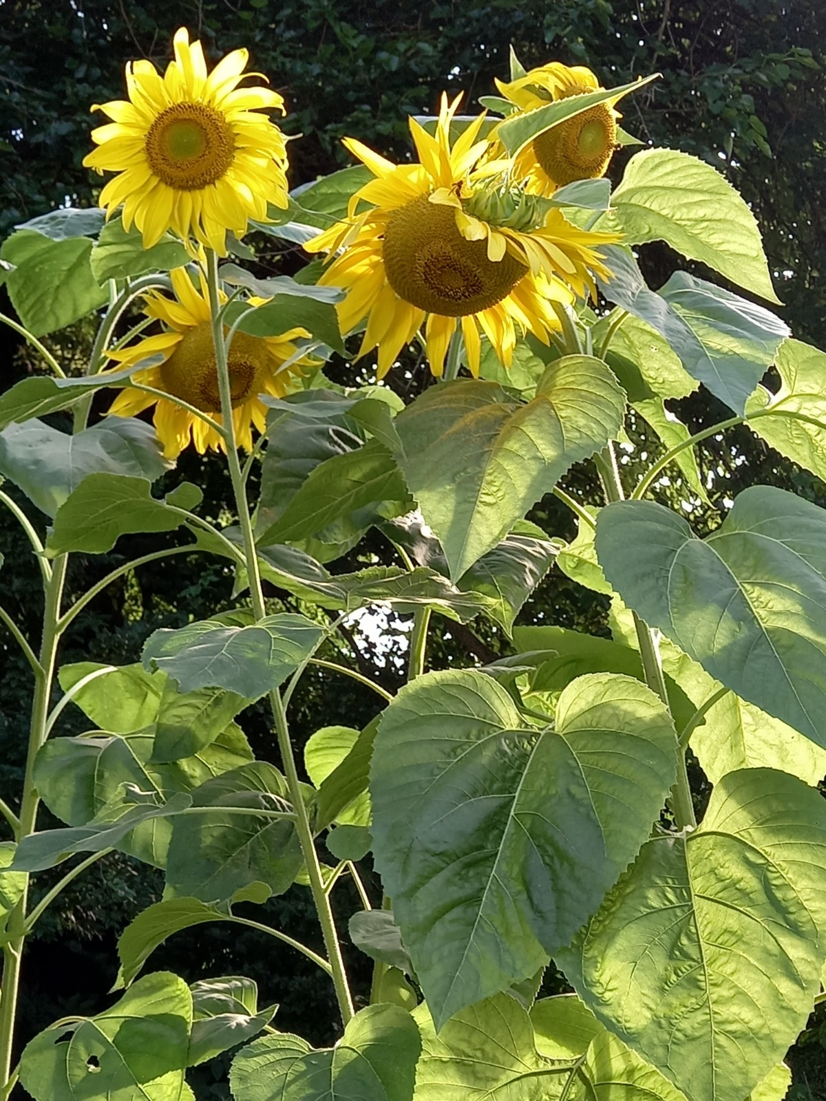 Aurora small businesses