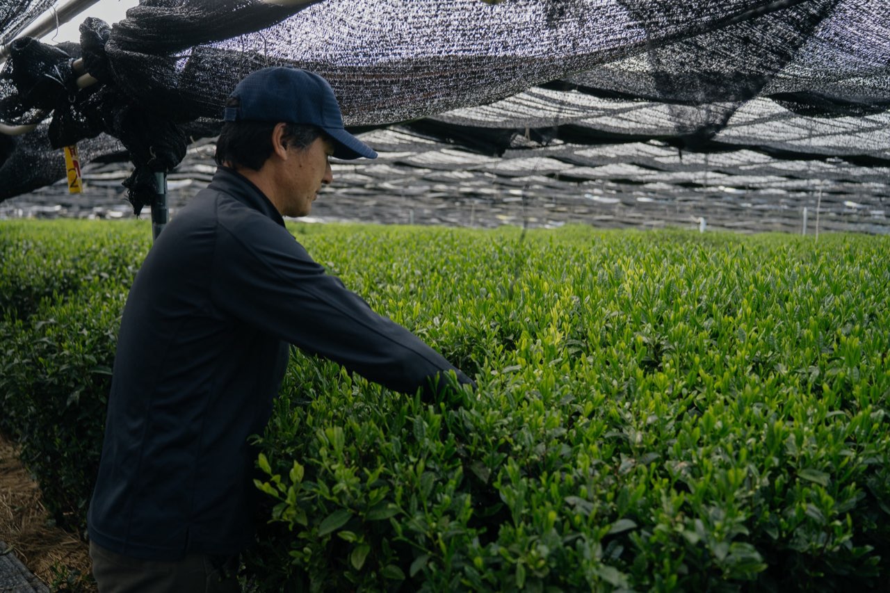 被覆栽培の茶畑