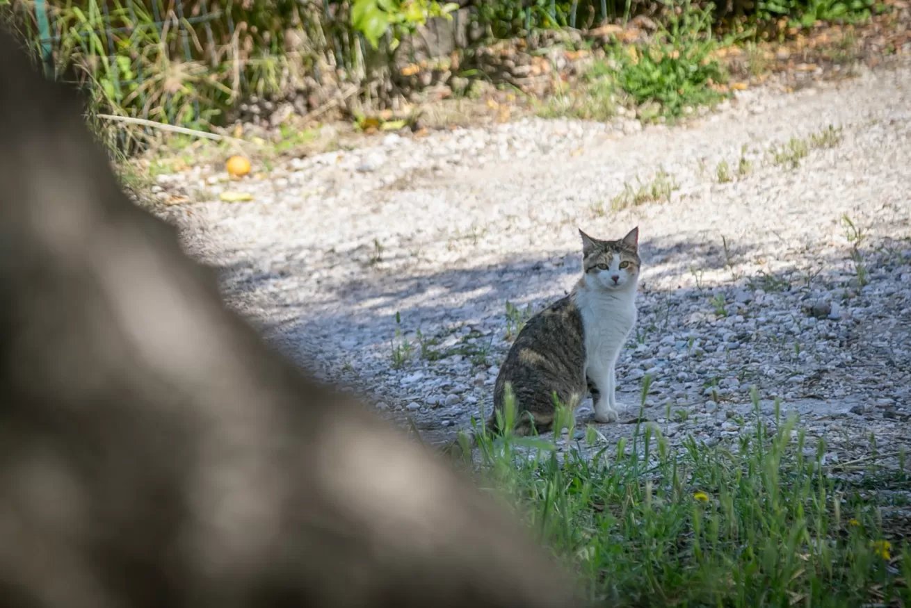 Country house Murtisene - Iris 15