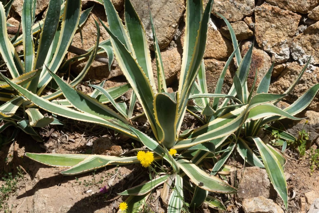 Stella Marina piano terra - Orosei 14