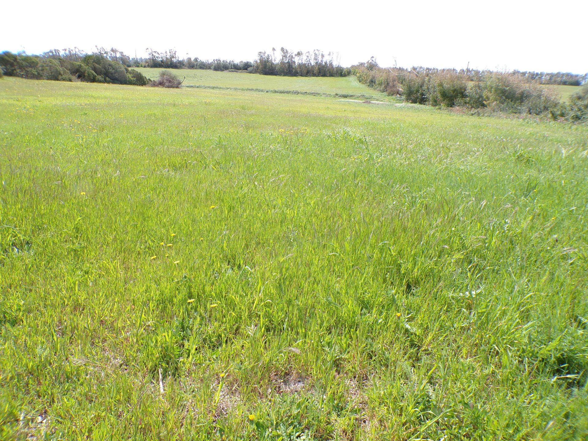 Alghero in localita' Sa Segada terreno di circa 5.000 mq