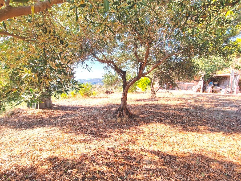 Villa a Magomadas in Vendita con giardino 5
