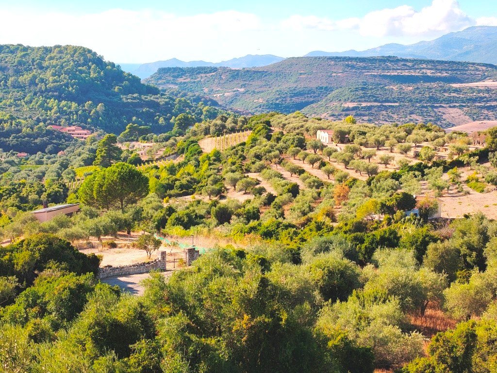 Villa a Magomadas in Vendita con giardino 6