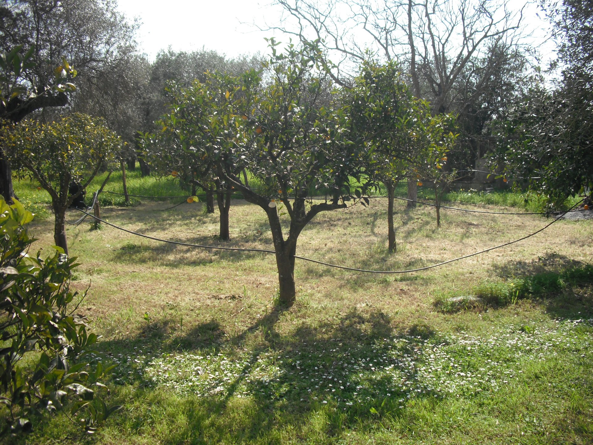 Villa con piscina Alghero 27