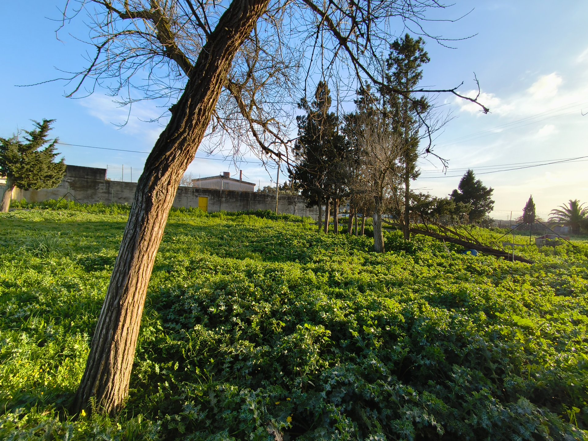 Terreno a san sperate in Vendita 16